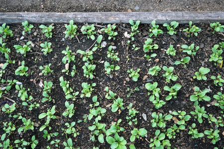 Small seedlings in a vegetable garden in early spring, top viewの写真素材