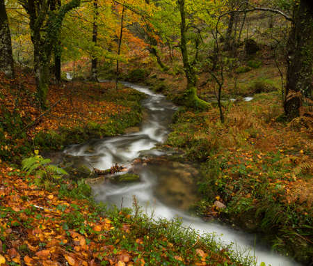 Autumn nature colors on a rainy morning in Peneda Geres National Park, Portugalの写真素材