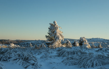 Pine trees covered in snow and frost at sunset in Serra da Estrela Natural Park, Portugal. Snow landscape, winter season.の写真素材