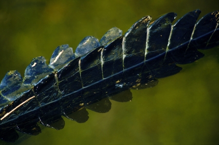 American Alligator tail close-up photo taken in the Everglades National Park, Florida の写真素材