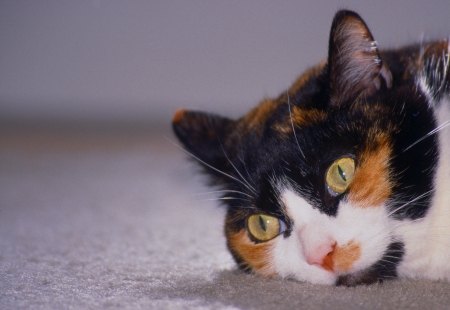 Cat resting on carpeted floor after playingの写真素材