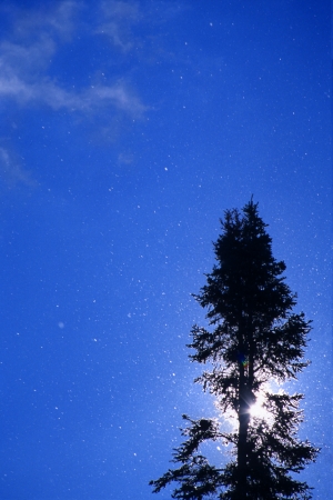 Sun behind tree with snowflakes fallingの写真素材