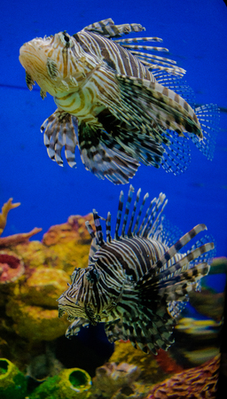 Fish inside an huge aquariumの写真素材