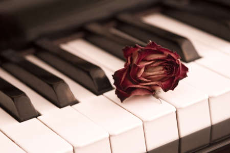 Rose and pianoの写真素材