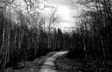 Path in forestの写真素材