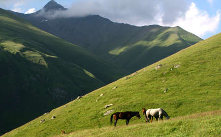 Wild horsesの写真素材