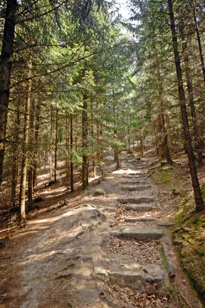 Path in forest in Czech republic
