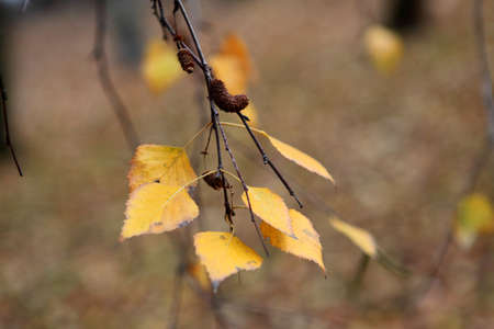 Autumn leavesの写真素材