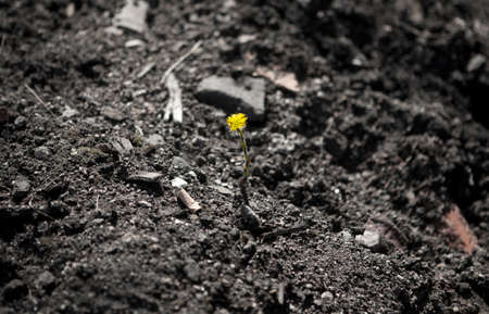 Single yellow dandelion flower in a wasteland standing outの写真素材