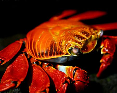 Galapagos red crab.の写真素材