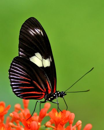 Butterfly sucking on nectar.
