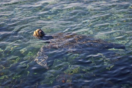 Galapagos Turtle swimming.
