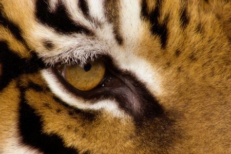Eye of the Tiger.の写真素材