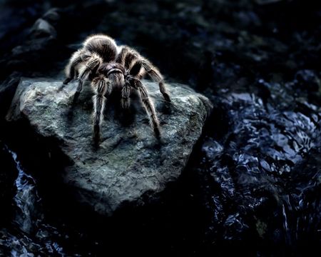 Tarantula near water.