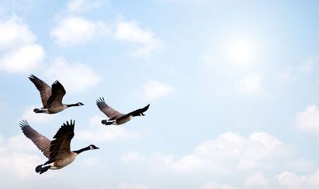 Flock of Geese flying, with a bright background.の写真素材