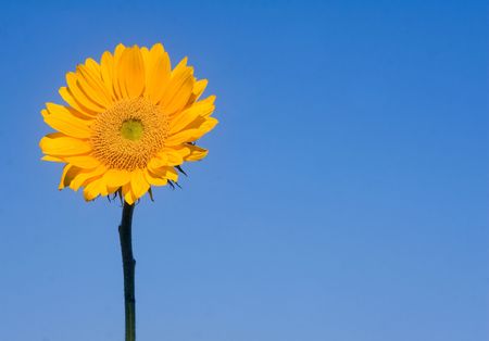 Sunflower with bright blue background.の写真素材