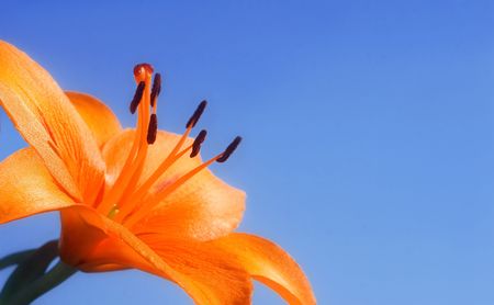 Orange Lily on blue sky.の写真素材