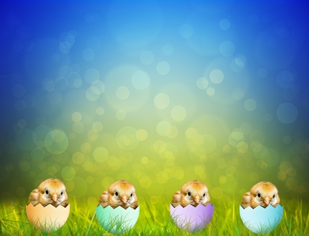 Cute Easter baby Chicksの写真素材