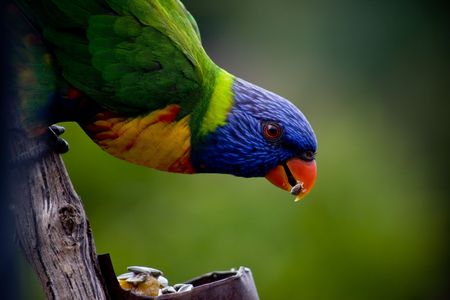 Parrot Rosellaの写真素材