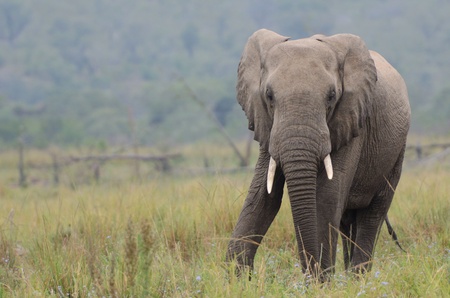 Elephantの写真素材