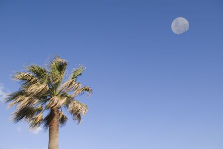 palm tree over blue sky with a full moon. の写真素材