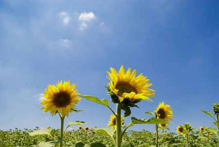 Some Sunflowers in Chianti, Tuscanyの写真素材