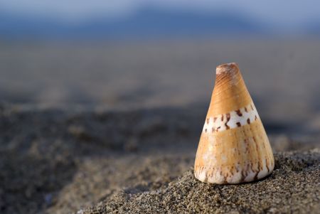 Close up of a shell in the beach