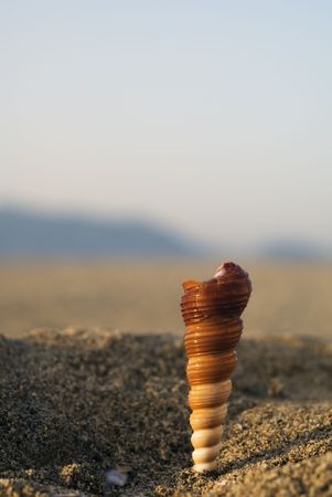 Close up of a shell in the beach