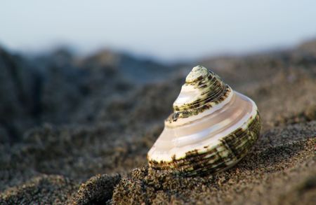 Close up of a shell in the beachの写真素材