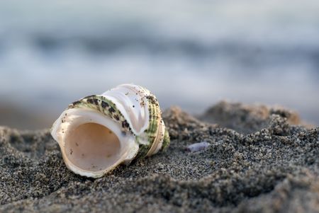 Close up of a shell in the beach