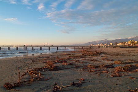 winter season in a beach, abandoned tree cover the beachの写真素材