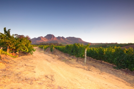 Landscape scenics of vineyards and mountains, near sunset Stellenbosch Winelands, Western Cape, South Africa.の写真素材