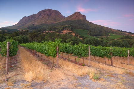 Sunset over a vineyard with Table Mountain in the background, Stellenbosch, Cape Winelands, Western Cape, South Africaの写真素材