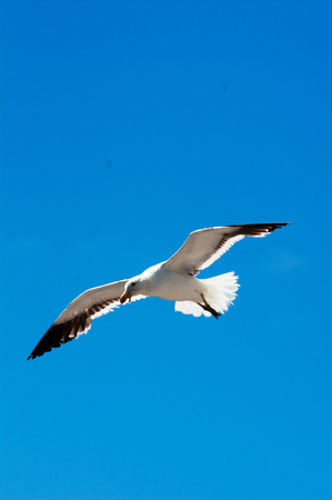 Black backed Gull (Larus marinus) on mooring bollard, Hout Bay, Cape Peninsula, South Africaの写真素材