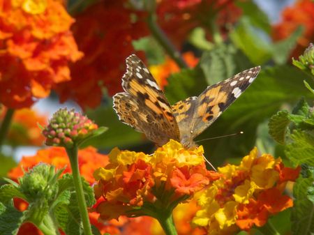 Vanessa cardui or cynthia cardui or painted lady butterflyの写真素材