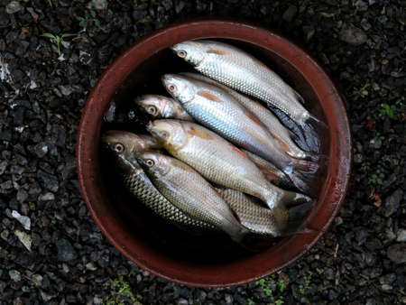 Fresh raw fish from fresh water pond kept in clay potの写真素材