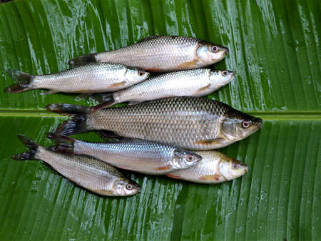 Fresh raw fish from fresh water pond kept on plantain leafの写真素材