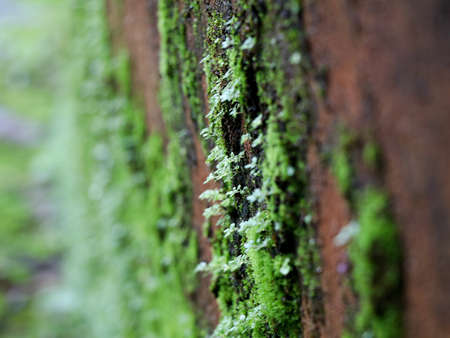 Light green color moss on wall in rain as texture/background