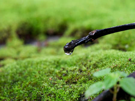 Rain drop on a dried twig against light green moss backgroundの写真素材