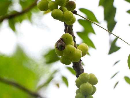 Phyllanthus acidus, known as the Otaheite gooseberry, Malay gooseberry, Tahitian gooseberry, country...