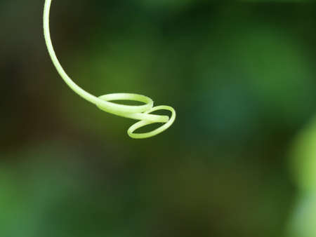 Close up shot of grippy fiber spring of ash gourd,or winter melon or white gourd