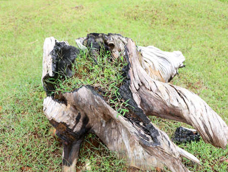 Grass growing in a decomposed old tree root in a dam catchment area