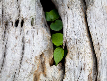 Grass growing in a decomposed old tree root in a dam catchment area
