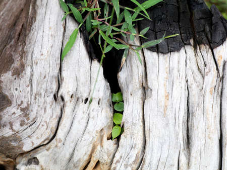 Grass growing in a decomposed old tree root in a dam catchment areaの写真素材
