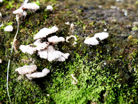 White color mushroom or conk on a decaying tree, parasitic organism, selective focusの写真素材