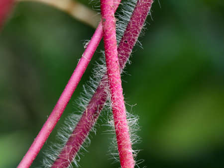 Hairy stem of a creeping weed plant in light pink color, close up shot, selective focus