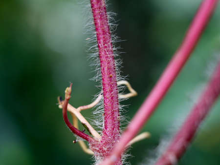 Hairy stem of a creeping weed plant in light pink color, close up shot, selective focusの写真素材
