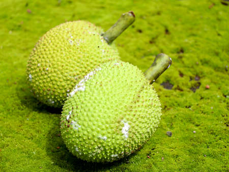 Raw breadfruit (Artocarpus altilis) kept in green moss background. It belongs to the mulberry and...