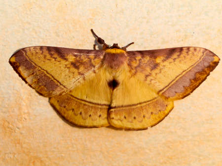 Brown color night butterfly or moth belonging to the paraphyletic group of insects, order Lepidopteraの写真素材