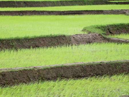 Newly planted paddy field in a village as background, selective focusの写真素材
